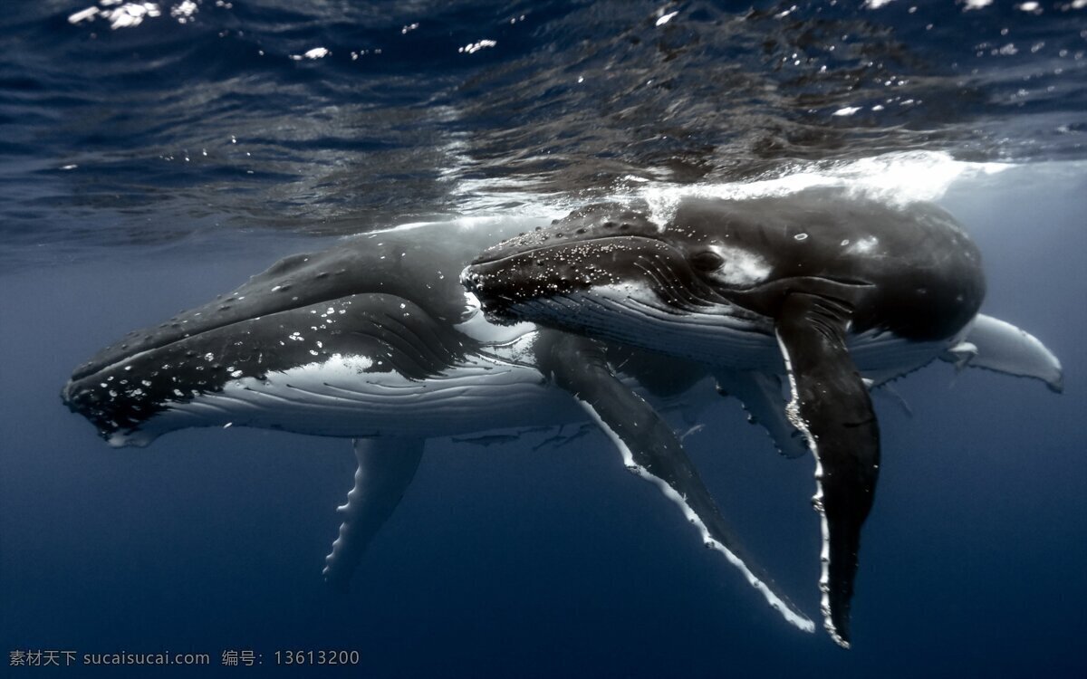 座头鲸家庭 座头鲸 鲸鱼 海洋 鲸鱼家庭 深海 海洋生物 生物世界