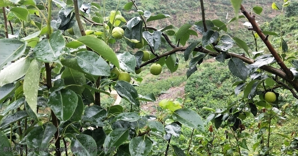 汉源早熟梨 梨 水果 汉源特产 雨中水果