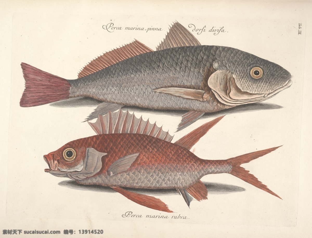鱼类手绘插画 海洋生物 手绘 手绘鱼 鱼类插画 鱼 鱼类 装饰画 花鸟画 插画 生物 手绘鱼类 插图 生物世界