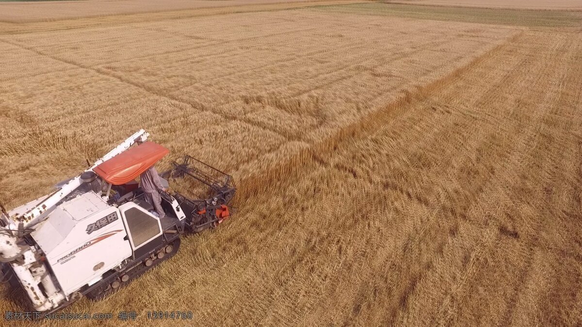 金黄 麦田 收割 视频 实拍 农业 小麦收割 小麦丰收