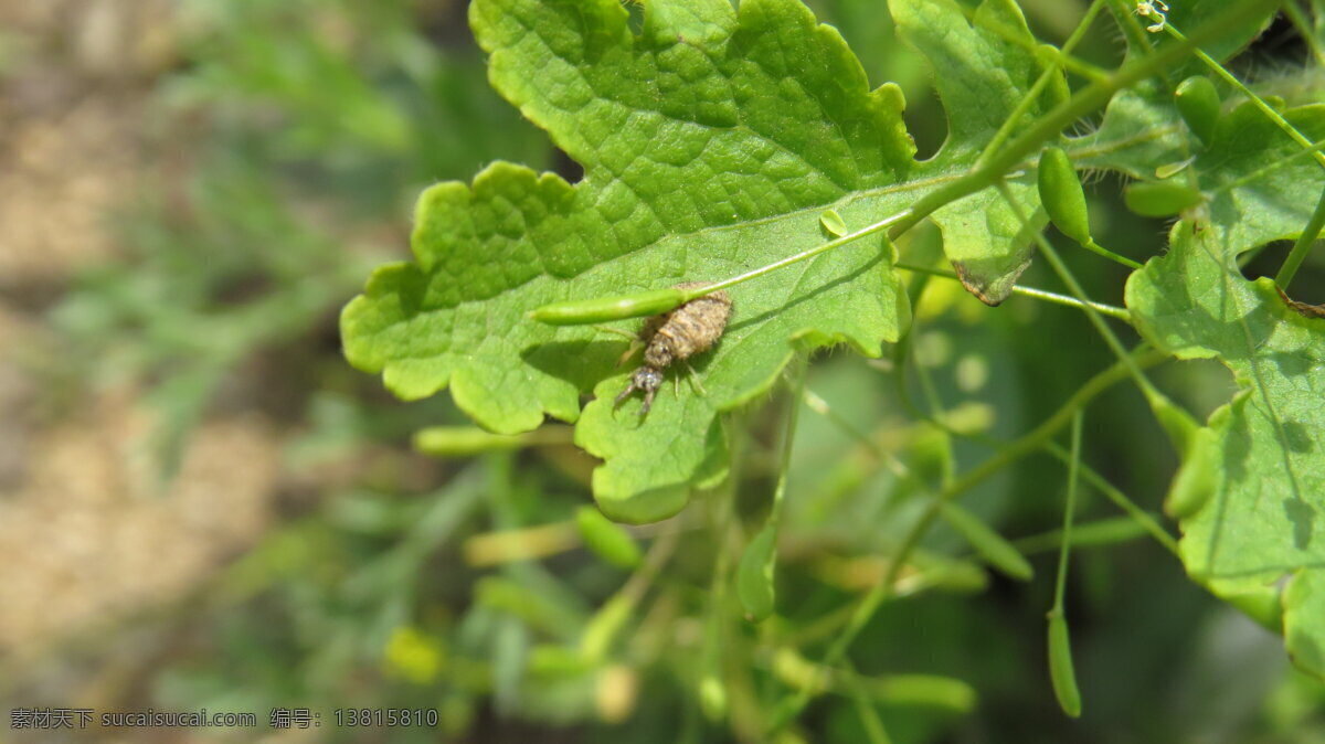 蚁狮 土牛 倒刺 沙牛 地牯牛 缩缩 老倒 生物世界 昆虫