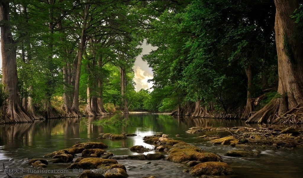 小溪 河流 森林 树林 古树 老树 清澈见底 卵石 池塘 树木树叶 生物世界