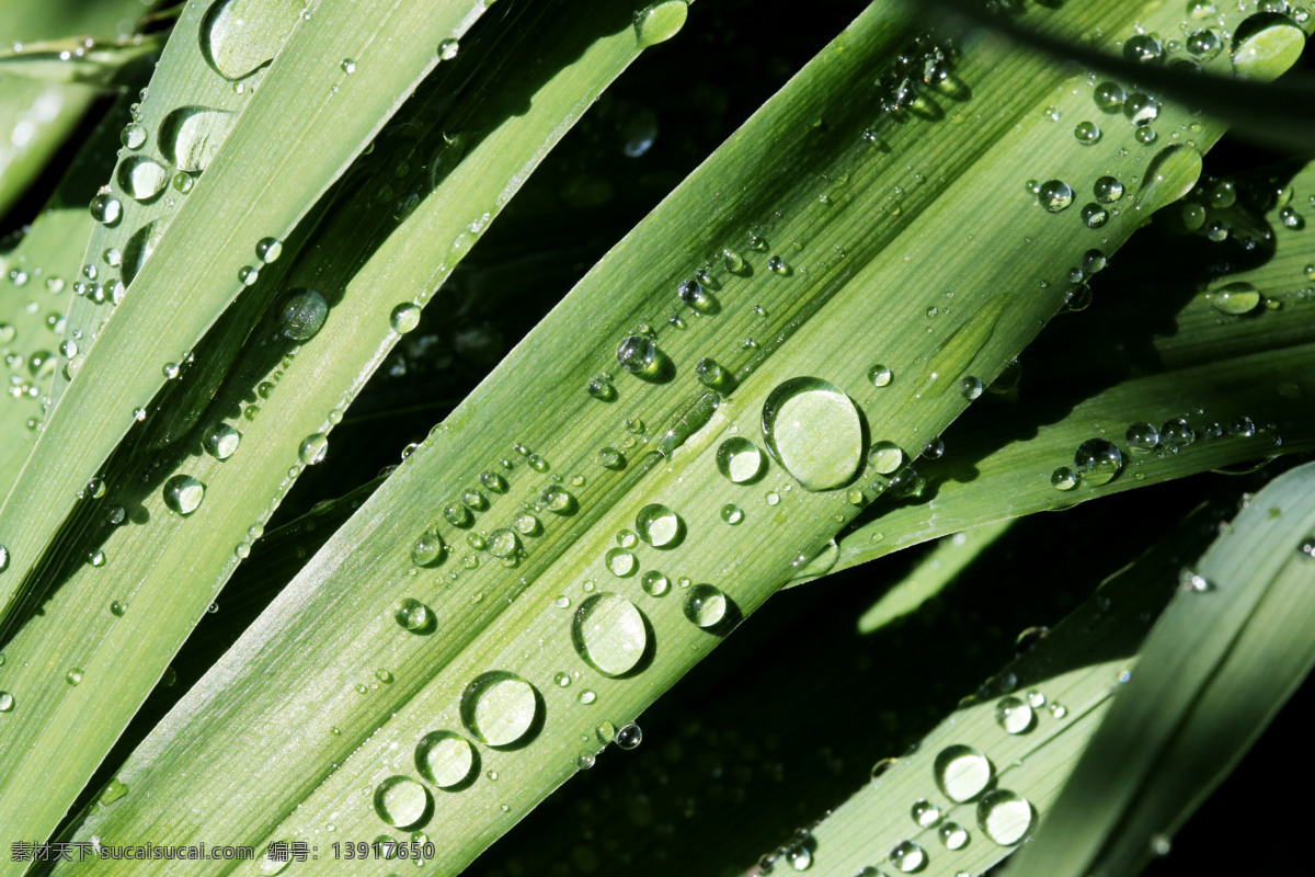 露珠 植物 卤水 竹叶 竹子 露珠竹叶图 生物世界 树木树叶