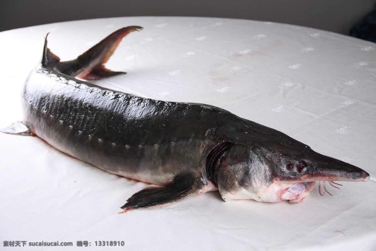 鳇鱼 东北 生物世界 食材 鱼 鱼类 松花江