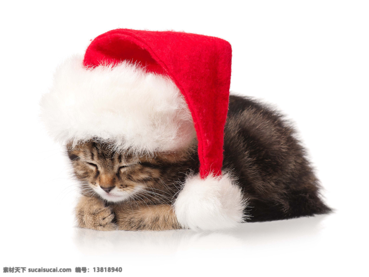 戴帽子 蹲 猫咪 蹲着的猫咪 动物 圣诞节 节日 猫咪图片 生物世界