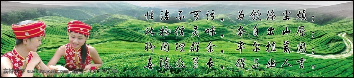 茶寓意 茶 茶山 普洱茶 茶山风景 茶叶地 美女 广告设计模板 源文件
