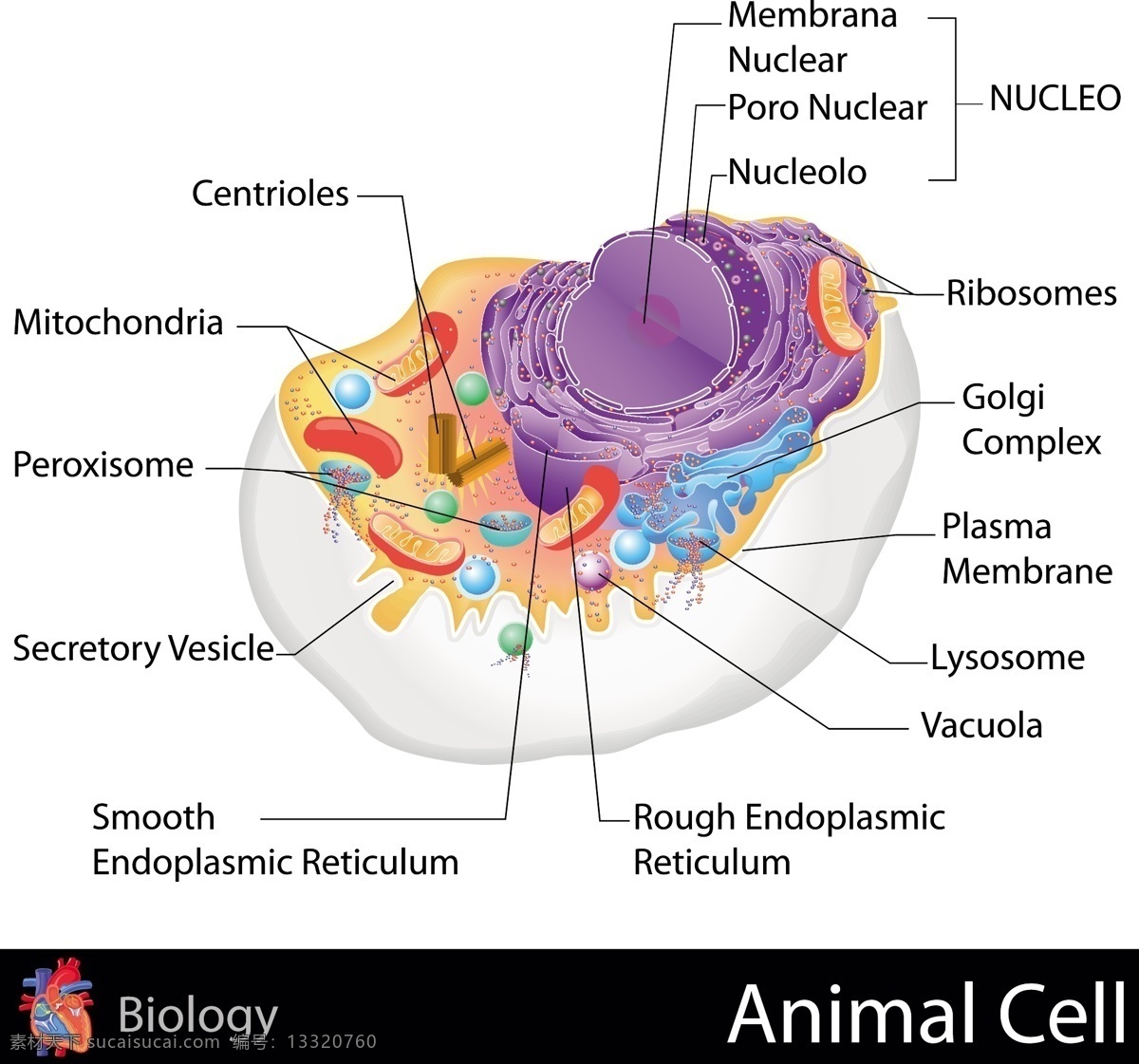 人体 研究 骨头 肌肉 生活百科 血管 医疗保健 人体研究 医学器官 人体解剖 矢量 海报 其他海报设计