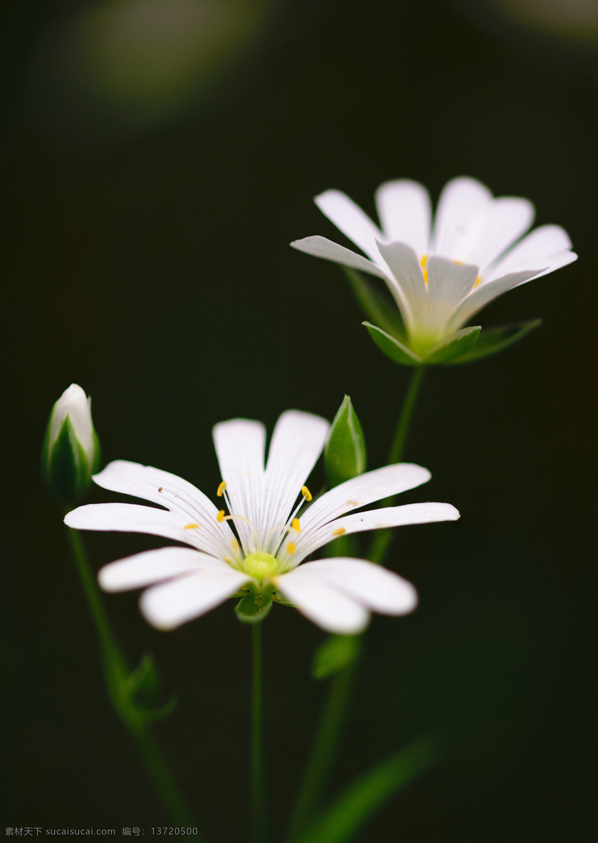 绿色植物 植物 花朵 白色 花瓣 特写 壁纸 花心 花蕾 开花 叶子 叶片 花枝 野花 白色花瓣 白色花朵