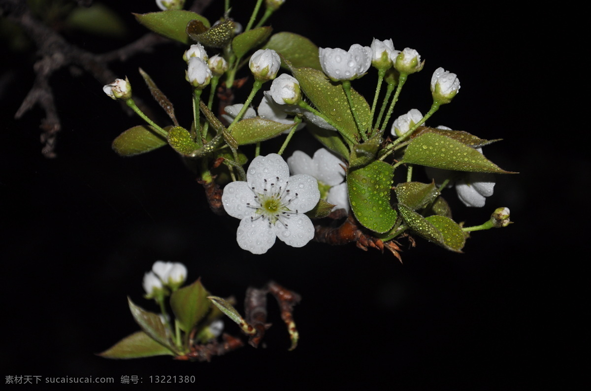 含苞待放 梨花 花蕊 夜晚 白色 花 生物世界 花草