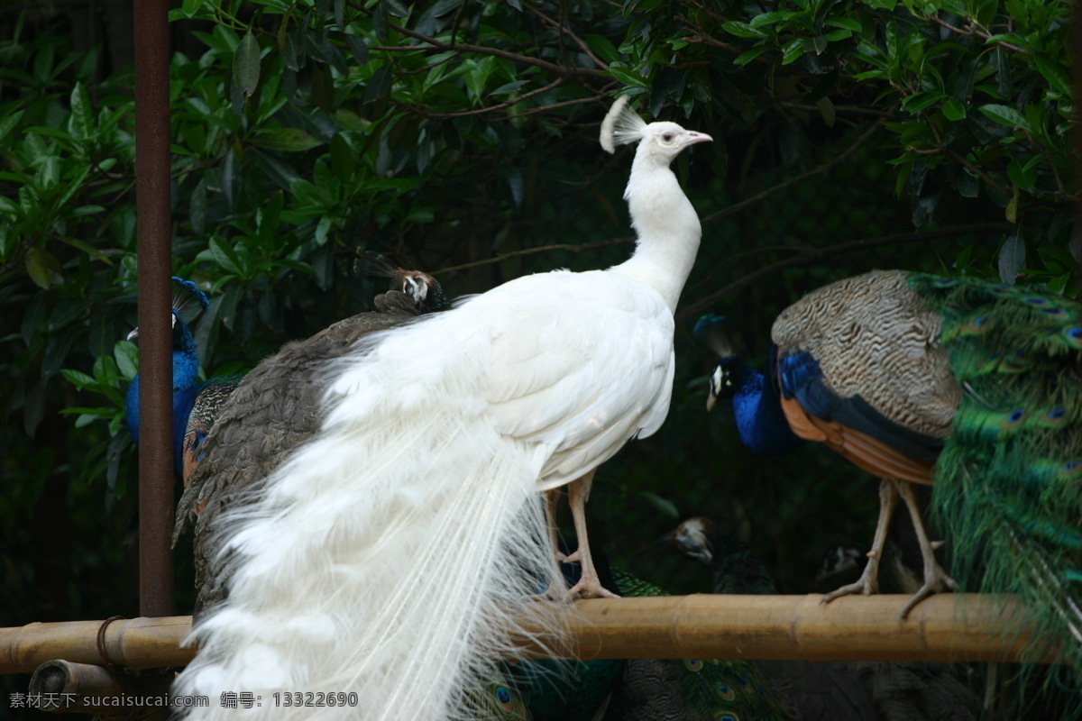 孔雀 白色孔雀 漂亮孔雀 伫立不动孔雀 凝视孔雀 鸟类 生物世界