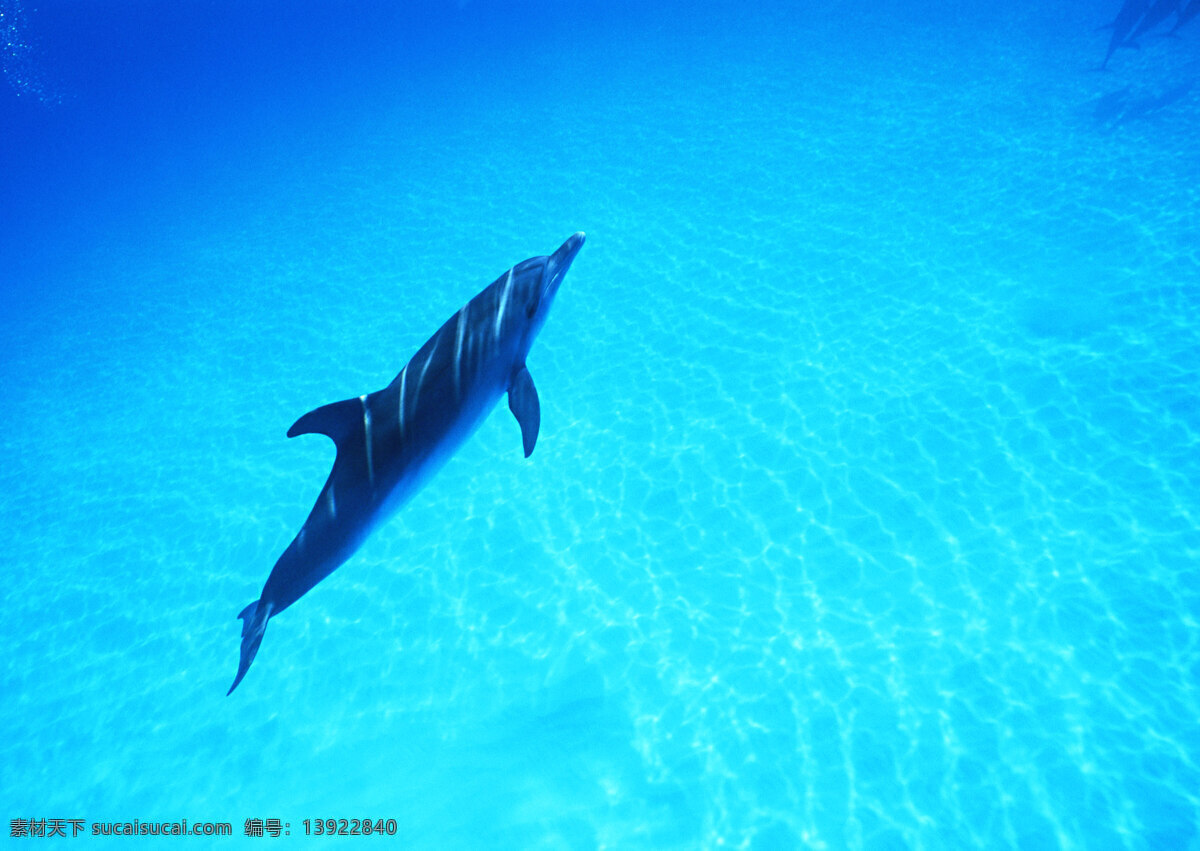 水中 海豚 动物世界 生物世界 海底生物 大海 水中生物