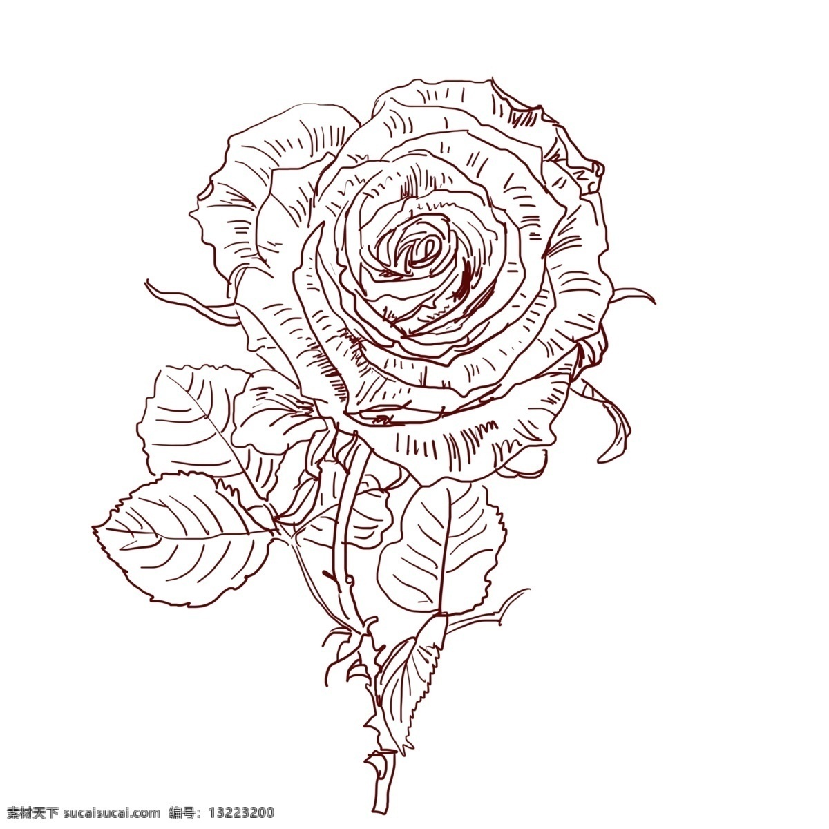 线描 鲜艳 花朵 插画 鲜艳的花朵 手绘花朵 手绘植物花卉 线描花朵 线描鲜花插画 漂亮