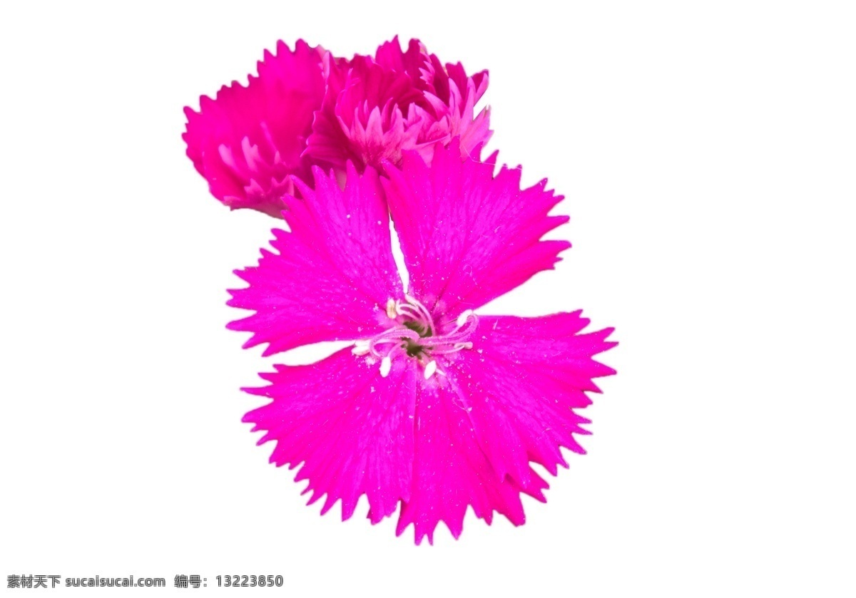 花 漂亮 喜欢 美丽 最爱 娇媚 鲜艳 烂漫 娇娆 婀娜多姿 芳香四溢 亭亭玉立 花香袭人 绚丽多彩 端庄秀丽 姿态各异