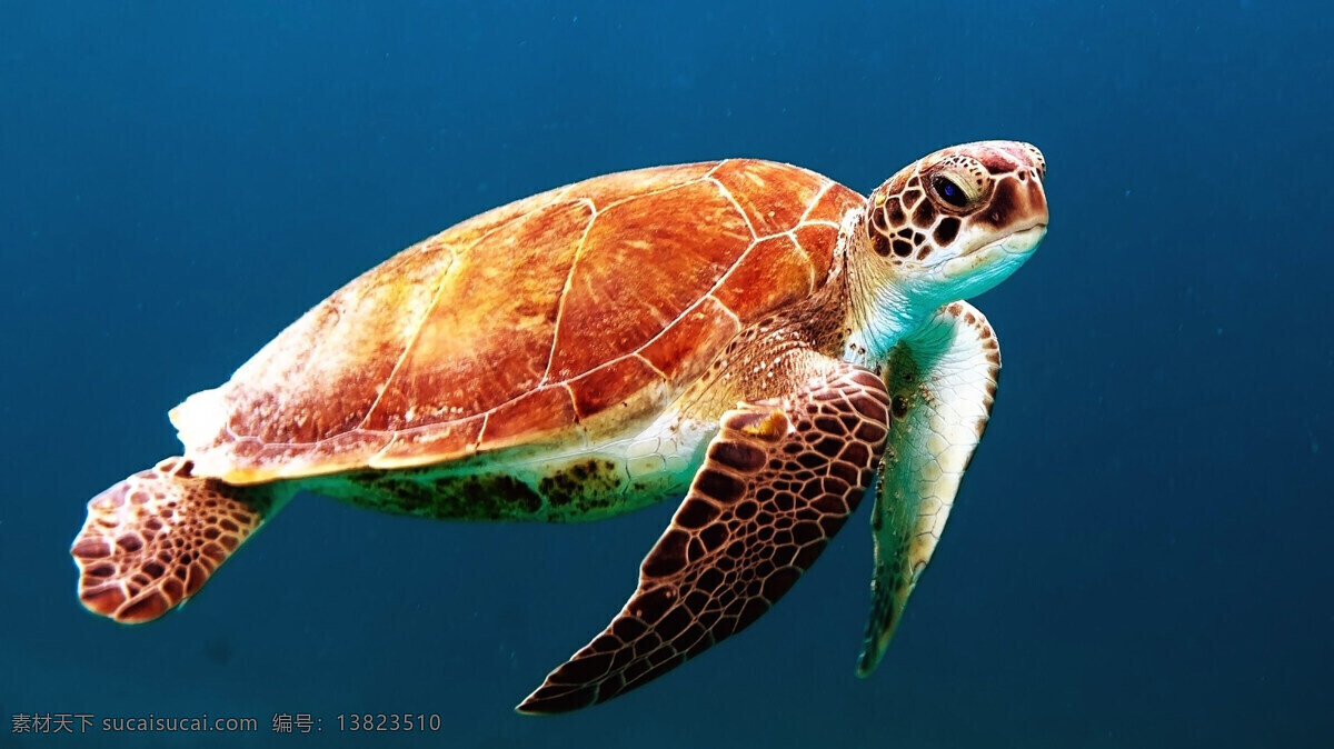 海洋世界 海底 大鱼 鱼类 海底世界 海洋生物 鱼类海鱼 海洋馆 鱼群摄影 野生动物 鱼类摄影 水下摄影 背景 大海风景 生物世界
