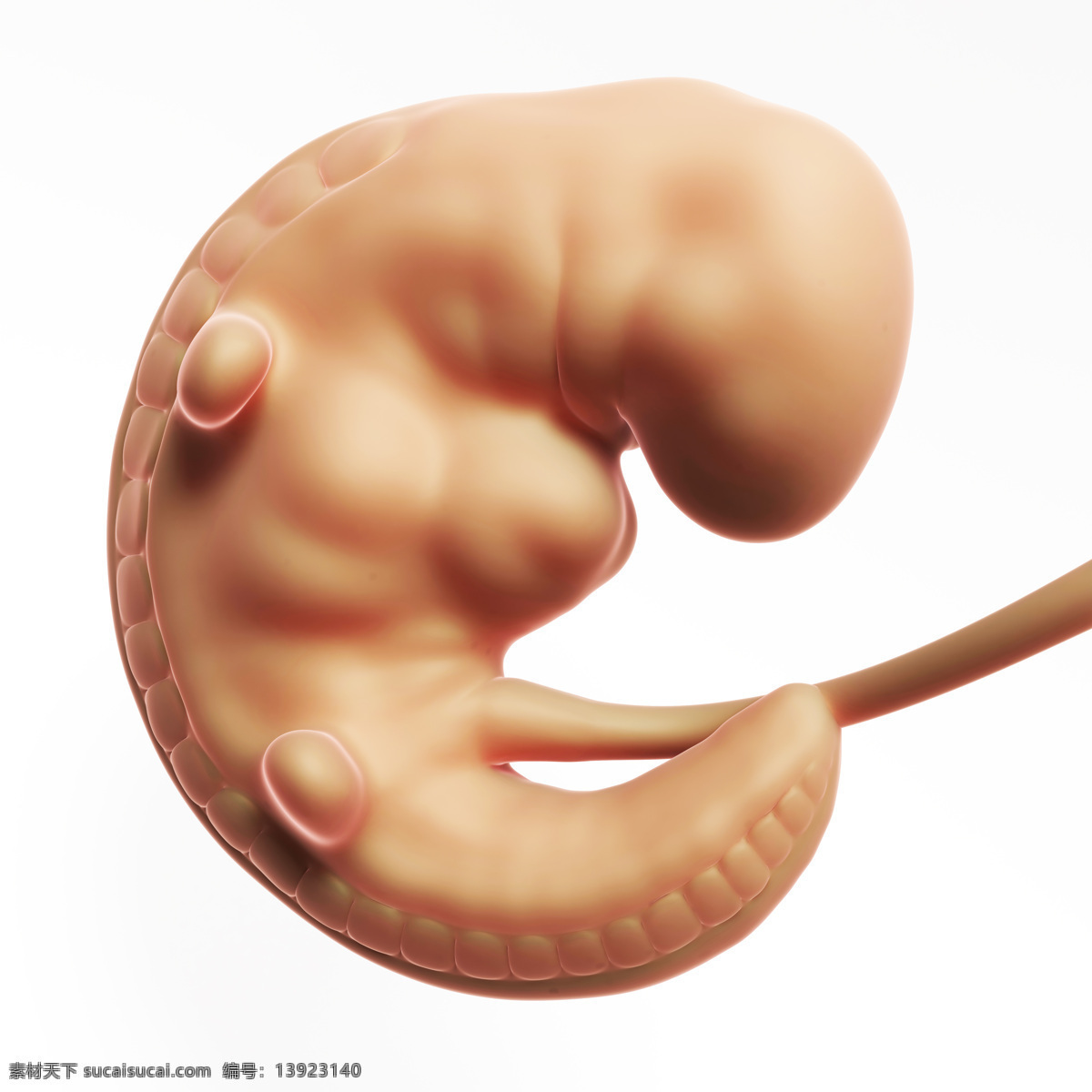 开始 发育 胎儿 婴儿 孕育 胚胎发育 儿童图片 人物图片