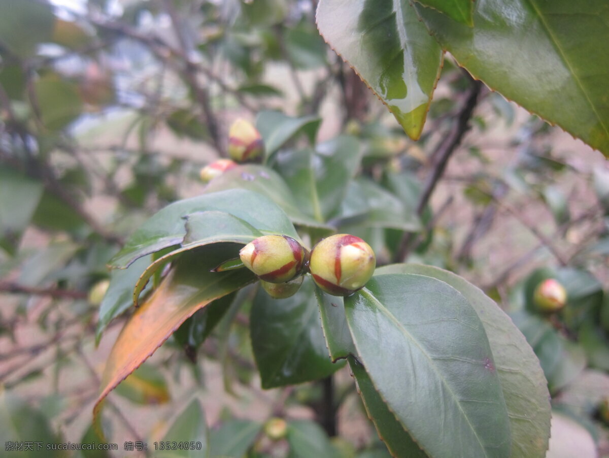 茶花花苞 茶花 花苞 春天 浙江 金华 花草 生物世界