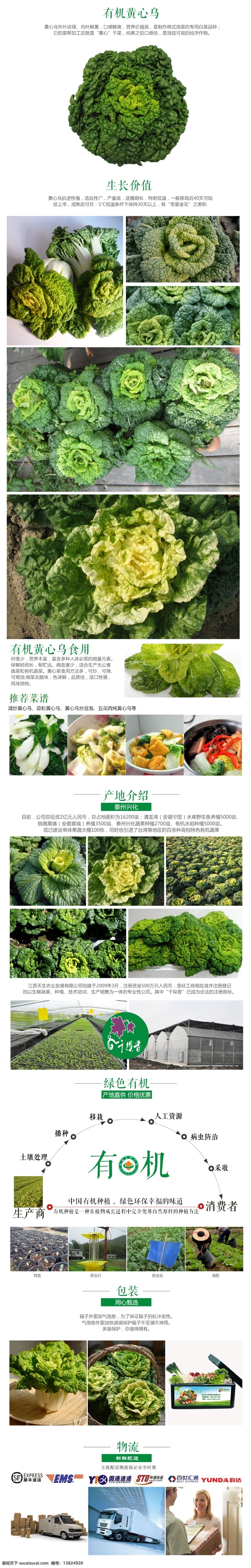 版面设计背景 广告背景 模板设计 设计素材 蔬菜 有机蔬菜类 黄心乌 黄 心 乌 淘宝 详情 页 源文件 高清 原创设计 原创淘宝设计