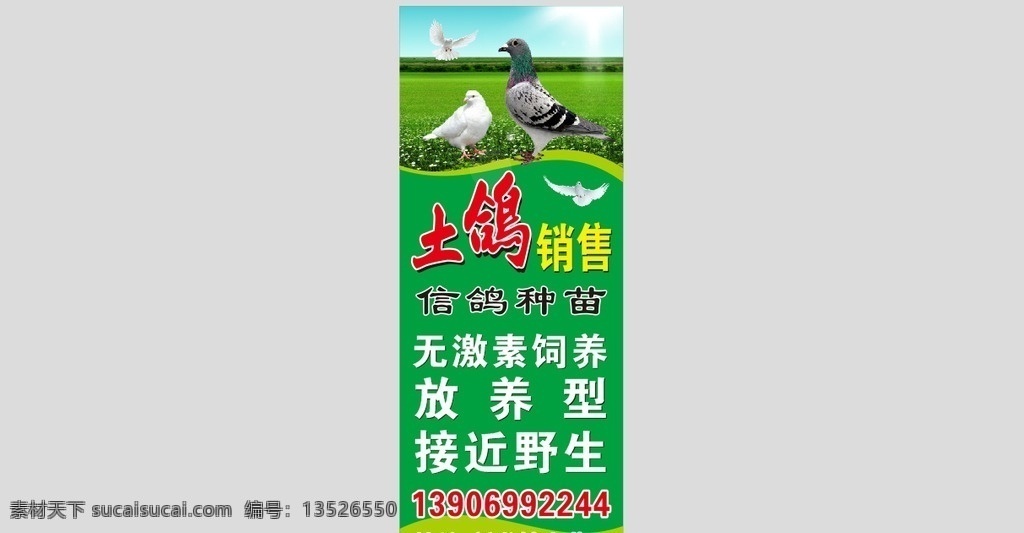 土鸽销售 鸽子广告 信鸽 销售鸽子 中鸽 成鸽 幼鸽
