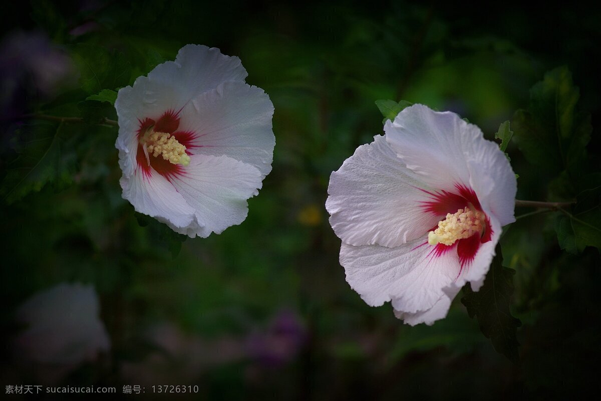 白色 木槿花 白木槿花 白色花朵 白花 鲜花