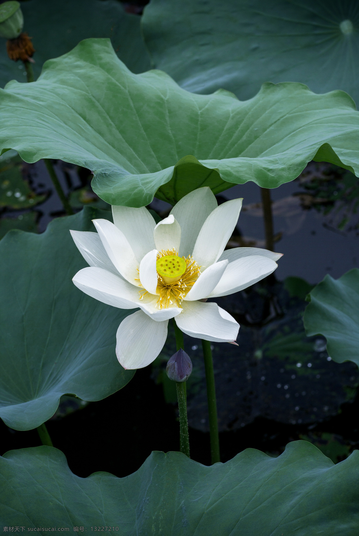 白莲花图片 荷花 荷叶 荷花池 莲花 水芙蓉 藕花 芙蕖 泽芝 荷塘 公园荷塘 白荷花 生物世界 花草