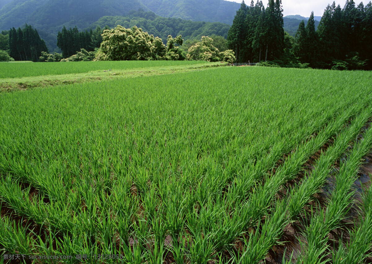 稻田免费下载 稻田 天空 田野 乡村田园图片 植物 庄稼 风景 生活 旅游餐饮