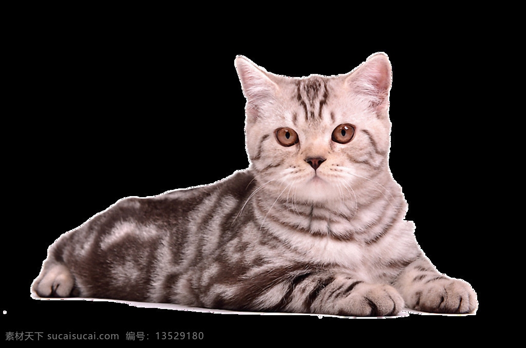 趴 小猫 免 抠 透明 可爱 小 猫咪 猫 小猫海报素材 猫咪素材 小猫素材
