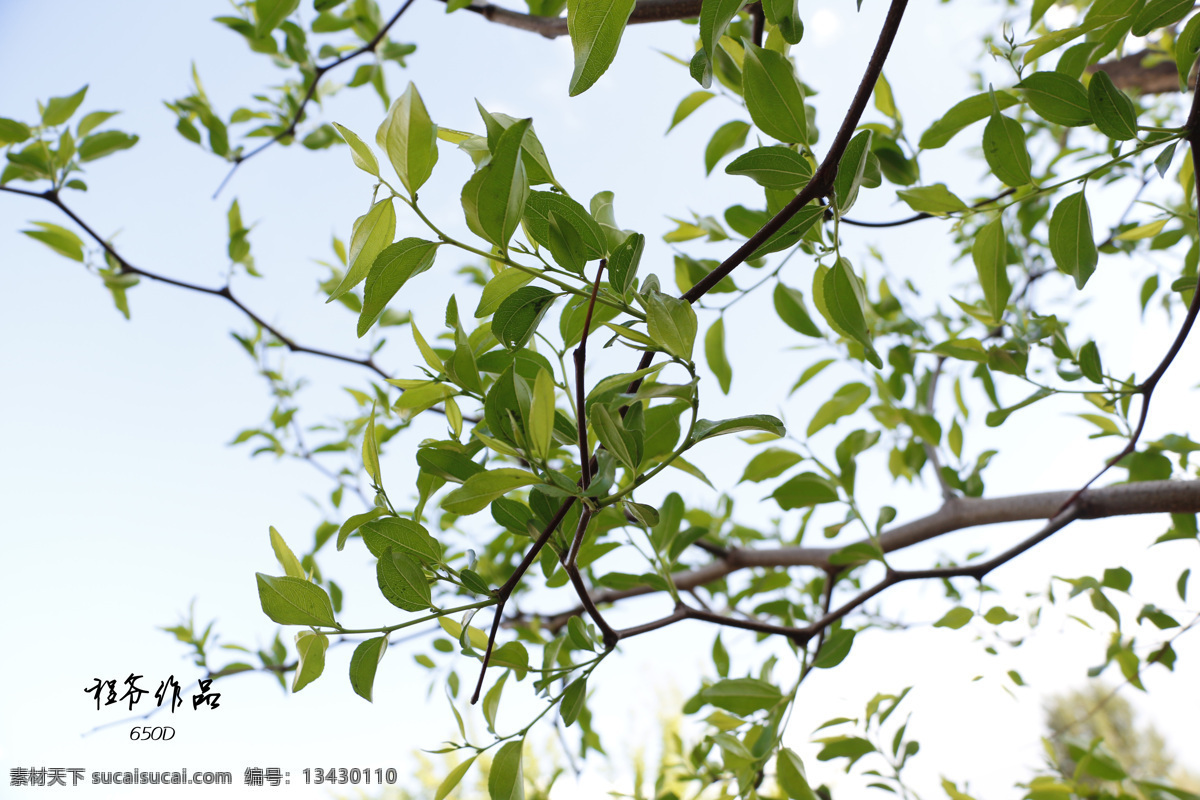 桃树 风景 树木 旅游 花草 美丽 生物世界 树木树叶