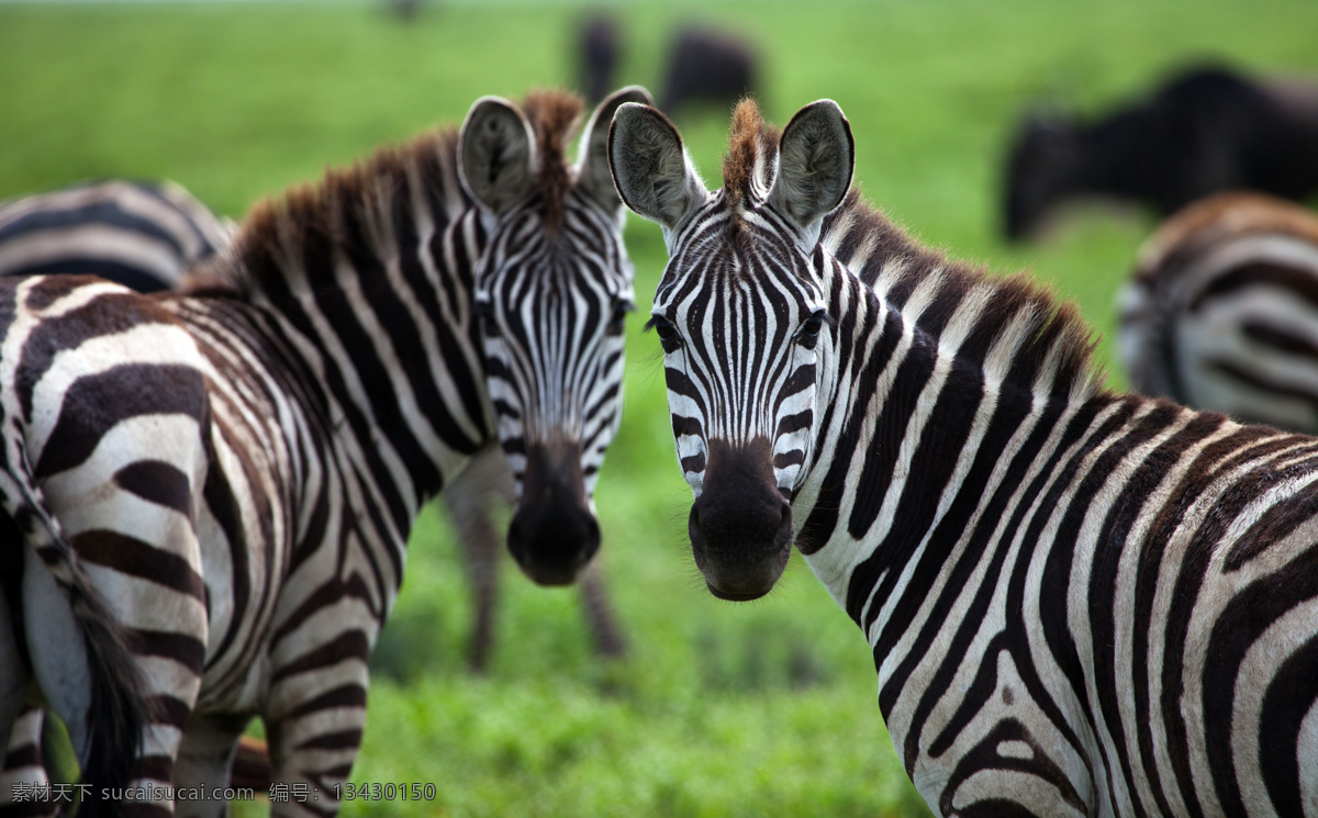 动物 野性 动物园 非洲草原 猛兽 野兽 凶猛 哺乳动物 马匹 奔马 千里马 良驹 奔驰 奔腾 斑马 生物世界 野生动物