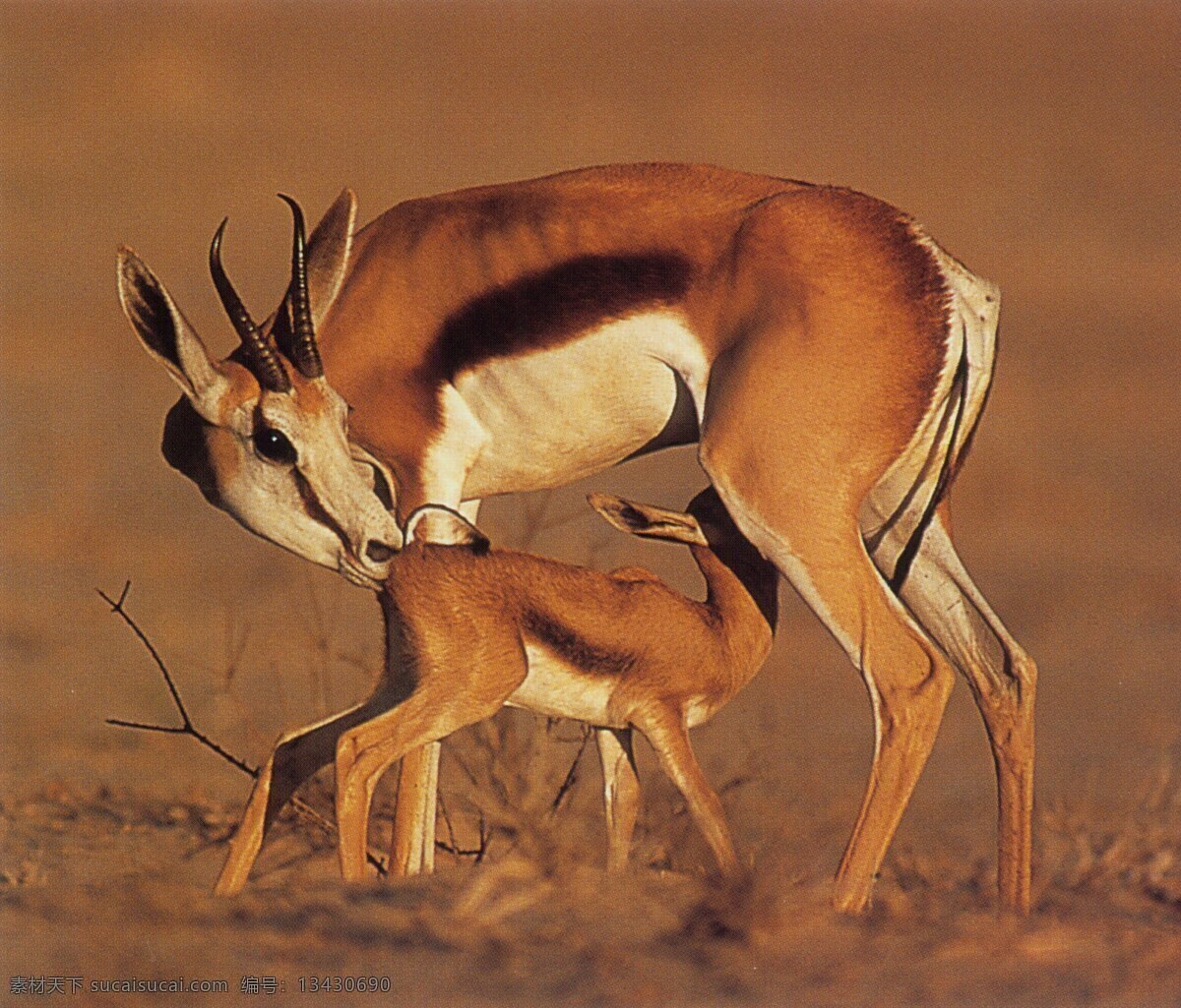 稀有 动物 长颈鹿 稀有动物 生物世界