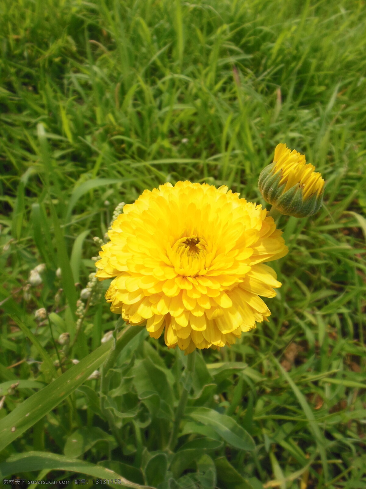 黄菊花 黄色花 花朵 花草 绿草 生物世界 绿色