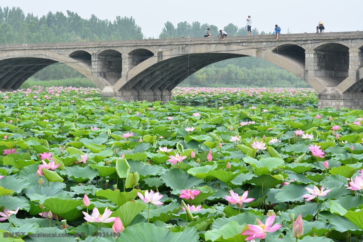 荷花池 荷塘 武河湿地公园 睡 荷花 石桥 荷花湿地 云 自然景观 自然风景