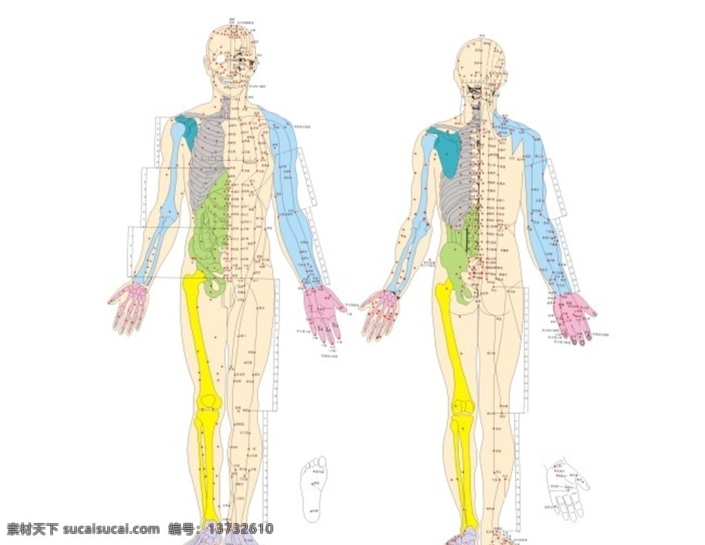 人体穴位图 人体 两面 穴位 整体 结构 图标 忆佳海报