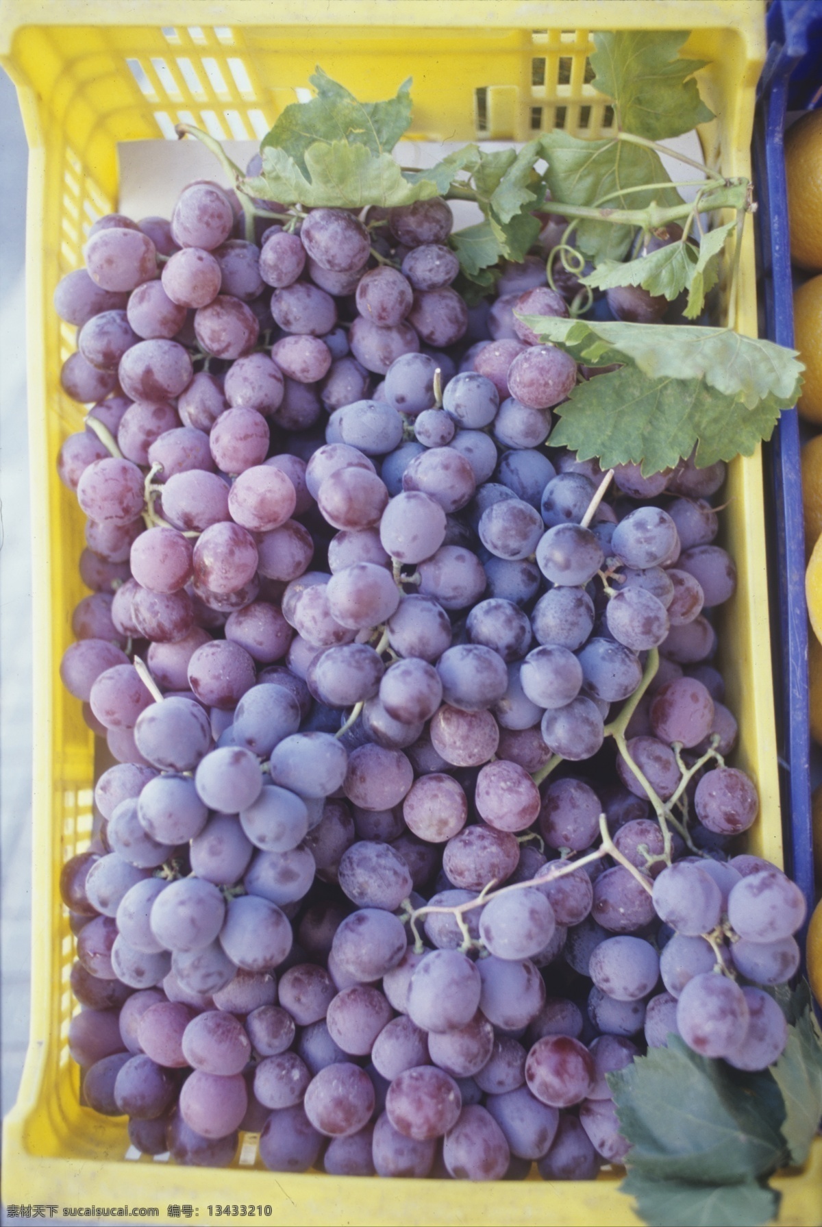 水果篮子 里 葡萄 果园 农场 葡萄园 果实 水果 篮子 丰收 葡萄串 特写 摄影图 高清图片 水果图片 餐饮美食