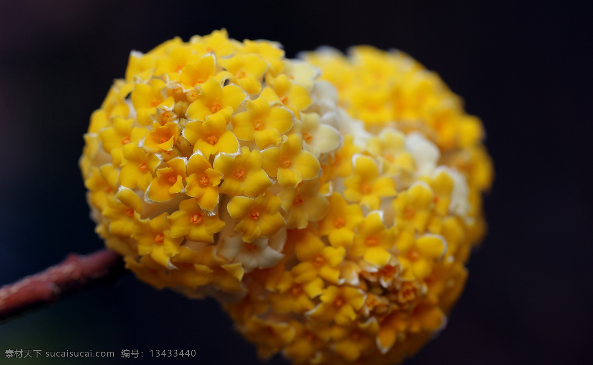 球形打结花