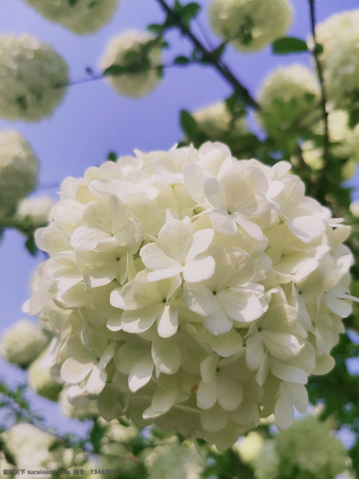 绣球花 白色 春天 蓝天 阳光 生物世界 花草