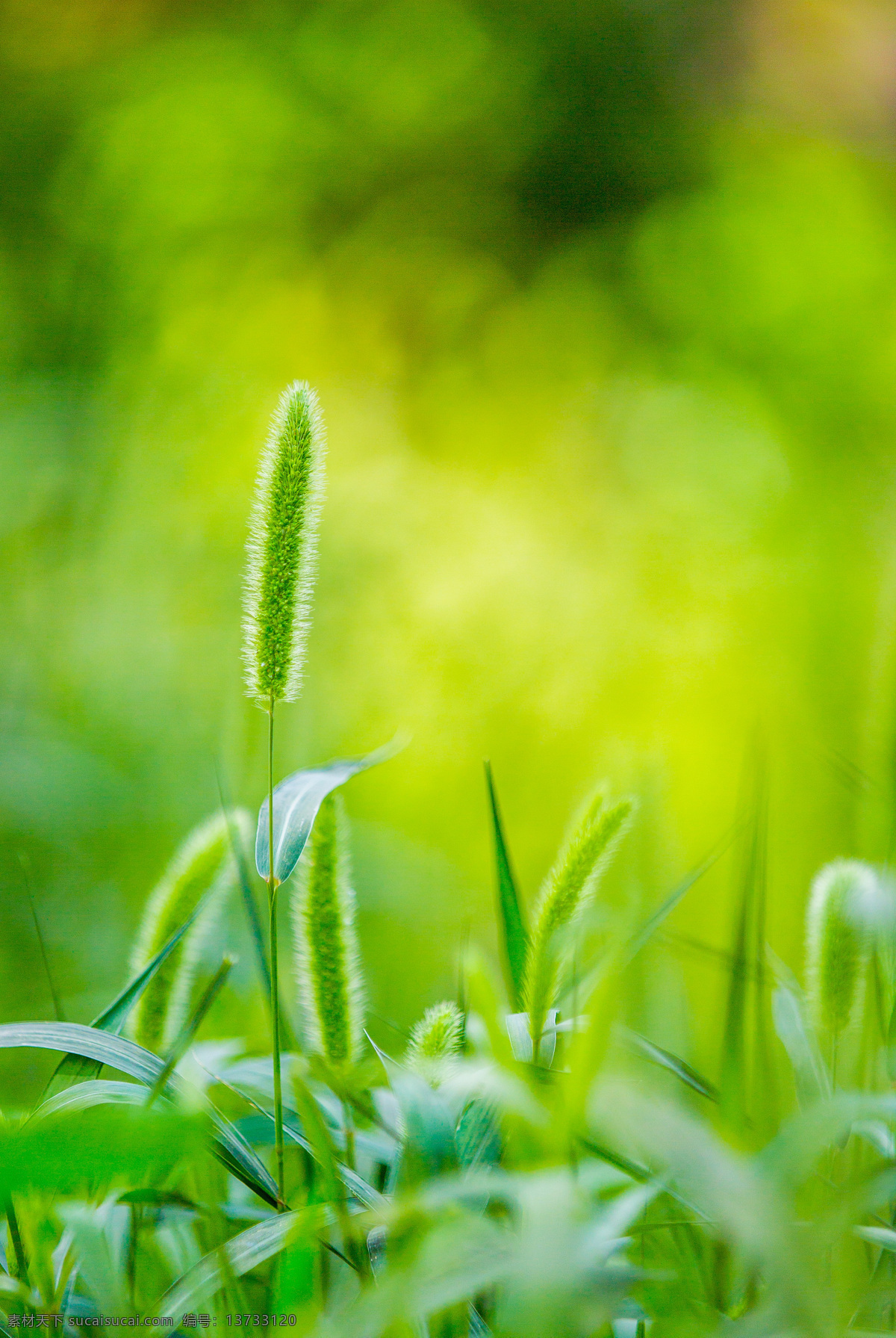狗尾巴草 植物 草 绿色 绿叶 农田 土地 收获 庄稼 枝叶 花草枝叶 生物世界 树木树叶