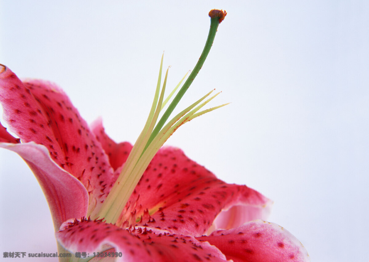 花卉 特写 红色 花朵 花蕾 玫瑰 鲜花