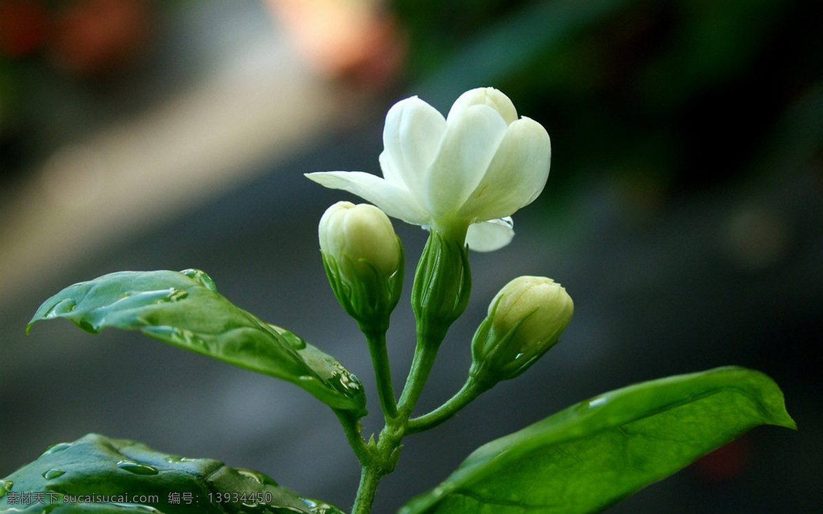 茉莉花 茉莉 白色茉莉花 茉莉花特写 一盆茉莉花 花朵 花卉 白花 早晨的茉莉花 植物 生物世界 花草