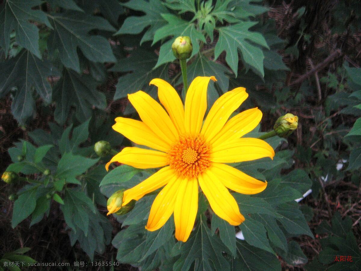 小太阳花 太阳花 花朵 花卉 黄色小花 黄花