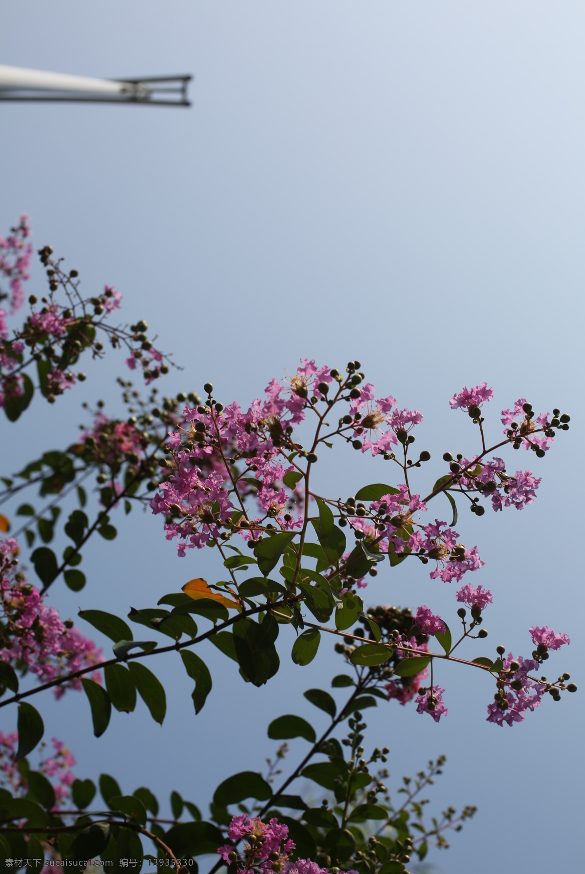 花 紫薇花 夏天 生态 紫薇 生物世界 花草