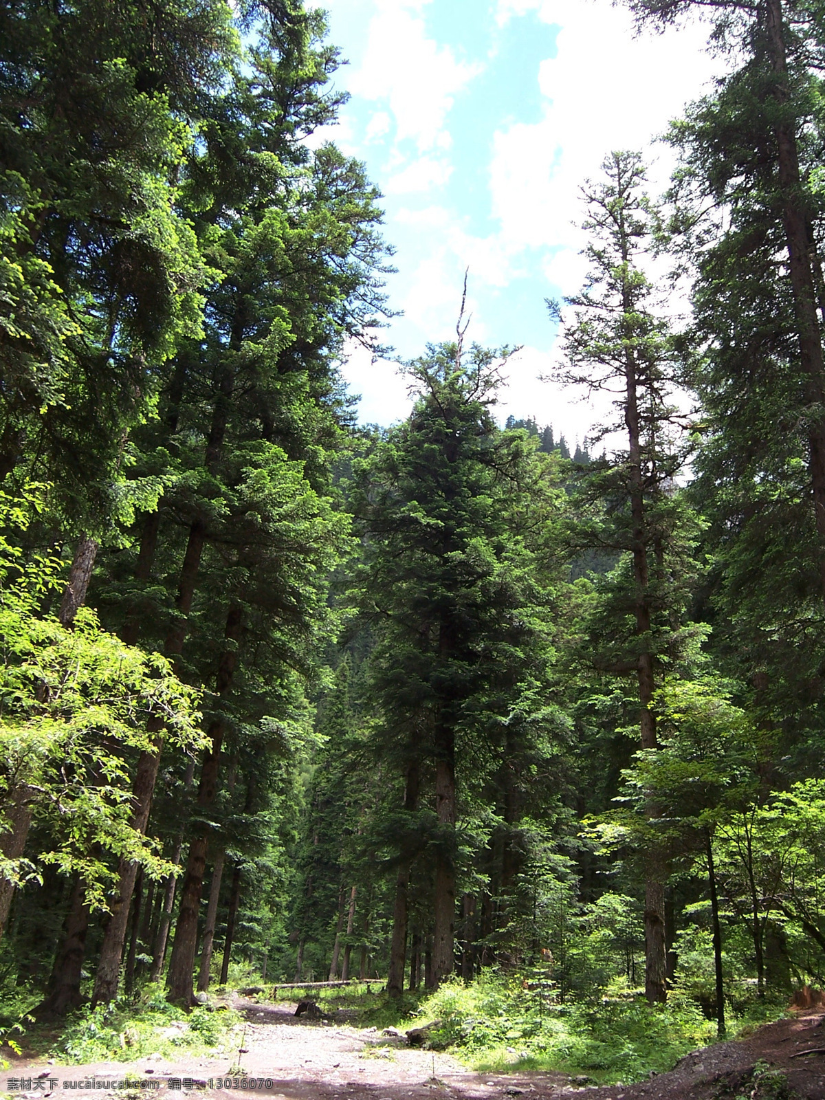 原始森林 旅游 四川 九寨 高大 树木 风景类 自然风景 旅游摄影
