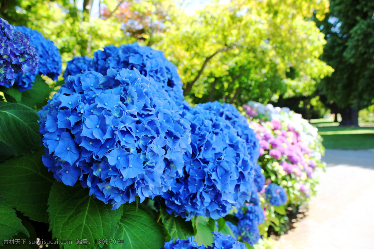 绣球花 新西兰 基督城 植物园 蓝色 花 花草 生物世界