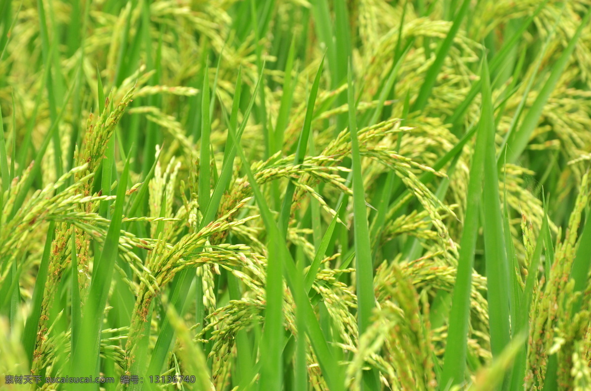 水稻 稻谷 庄稼 稻米 植物 自然景观 田园风光