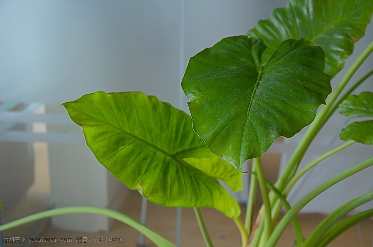 大叶绿植 滴水观音 办公室绿植 绿色植物 绿植 摄影植物 生物世界 花草