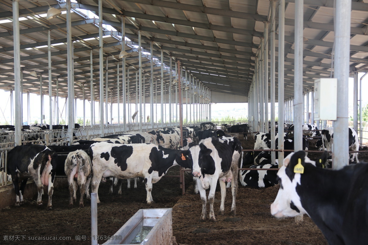 奶牛场 奶牛 农业养殖 养殖业 饲料 生物世界 家禽家畜