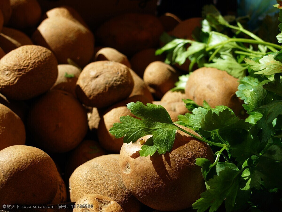 马铃薯 土豆 洋芋 有机蔬菜 绿色蔬菜 农产品 食物 食材 生物世界 蔬菜