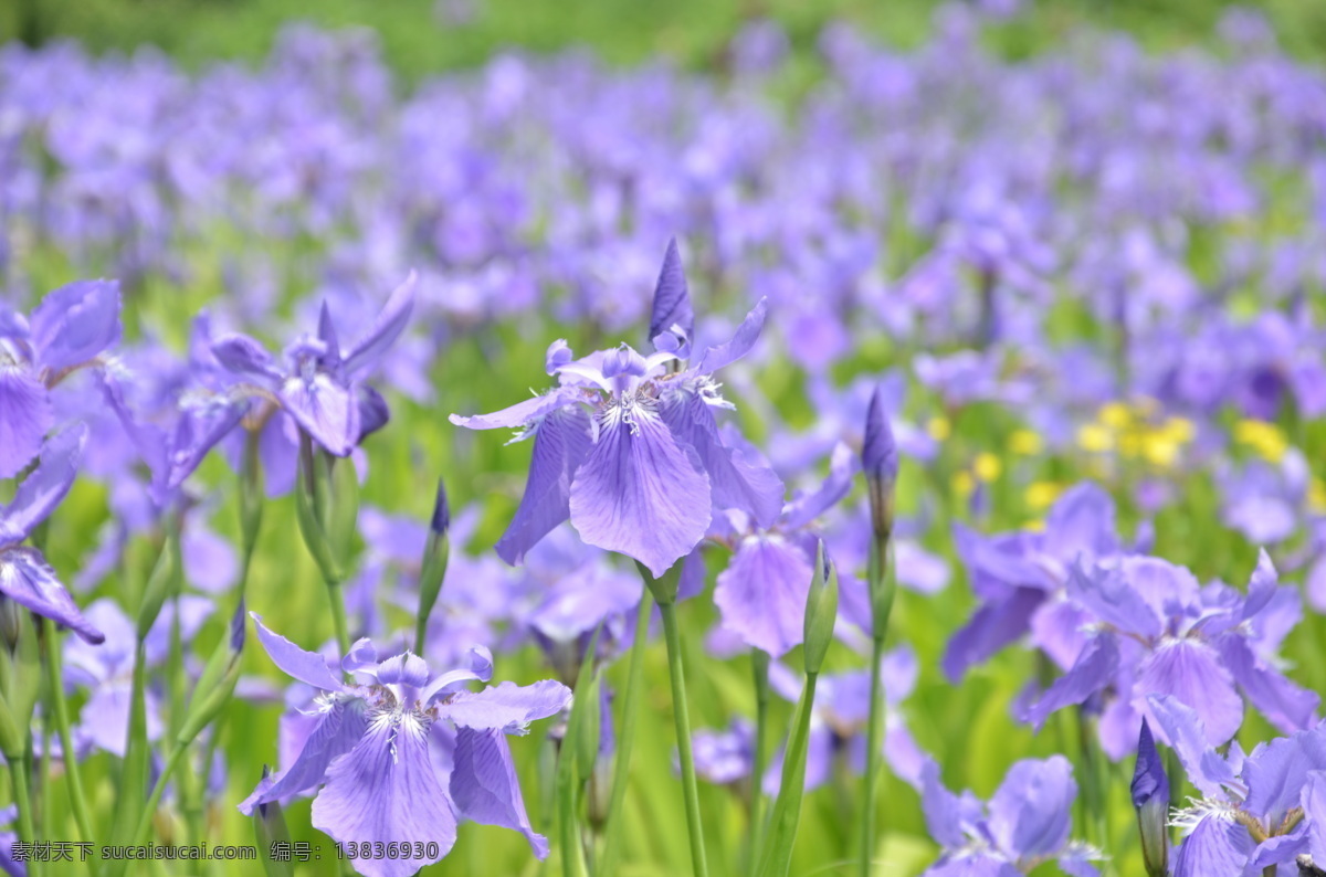 花 紫色小花 绿色 绿叶 花苞 花蕾 高清 写真 植物 春天 紫色 生命 马兰花 生物世界 花草