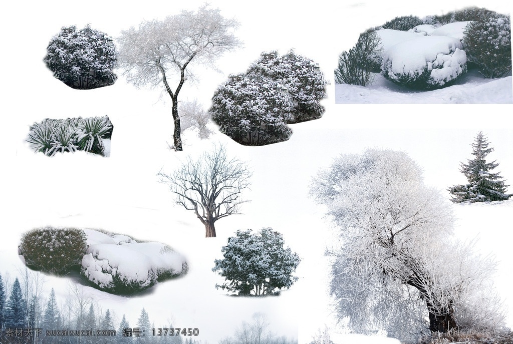 园林 效果图 雪景 植物 ps 园林效果图 植物ps素材 雪景ps素材 分层 风景