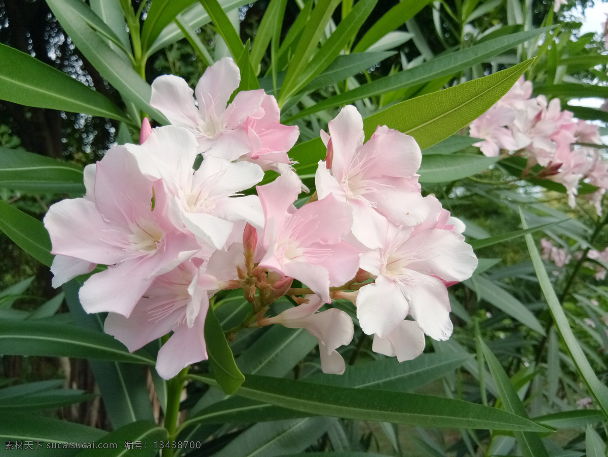 夹竹桃花开 夹竹桃花 柳叶桃 绮丽 半年红 甲子桃 枸那 叫出冬 花草树木 生物世界 花草