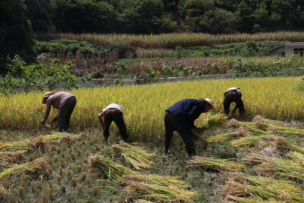 收割稻谷 喜获丰收 割稻草 辛勤的农民 水稻 稻田 金色的稻谷 传统收割稻谷 自然景观 田园风光